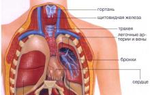 Notranji organi in človeška zgradba: diagram lokacije z opisom, fotografija