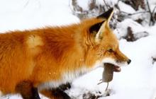 Gdje je lisica?  Obična lisica.  Zašto se lisici pripisuje oštar um i snalažljivost?