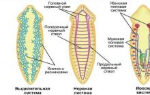 Ресничные черви: пищеварительная система