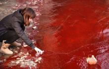 De ce apa din întreaga lume devine roșie sângele?